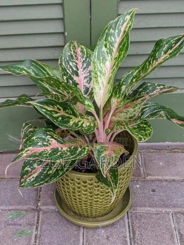 Exotic Plants photo 9