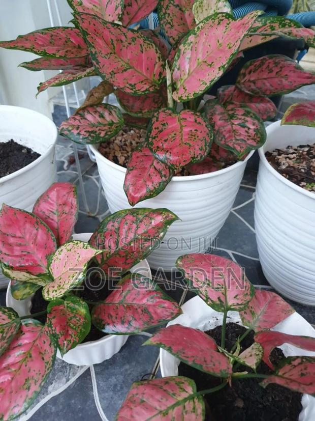 Exotic Plants photo 10