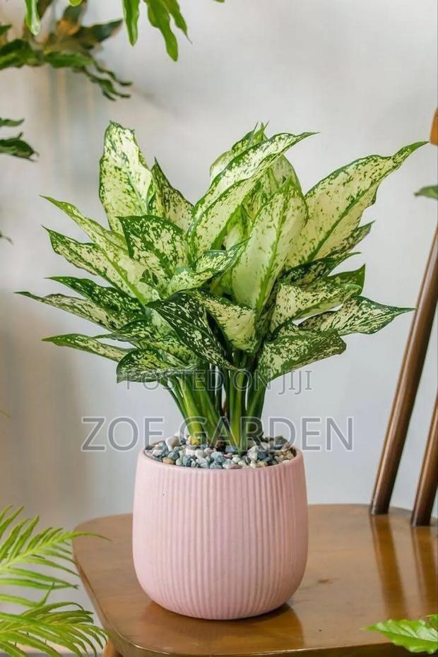 Exotic Plants photo 11