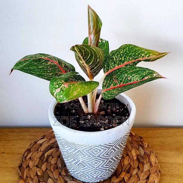 Exotic Plants photo 12