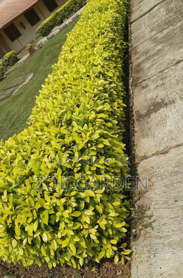 Exotic Plants photo 13