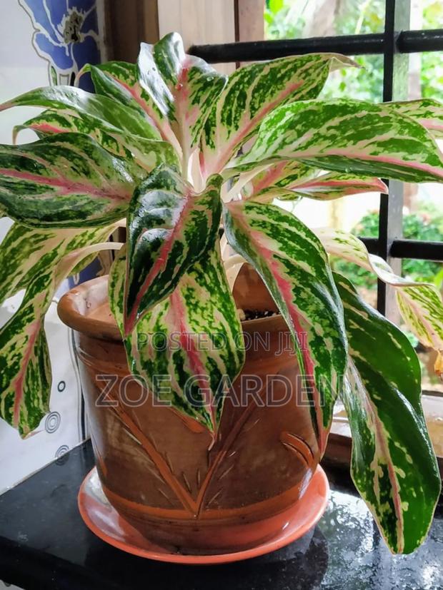Exotic Plants photo 14