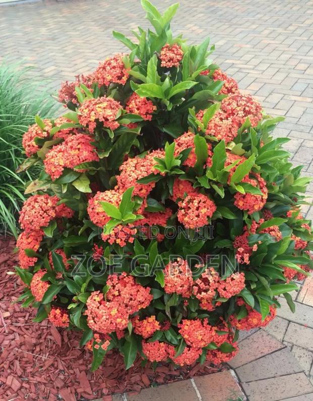 Exotic Plants photo 15