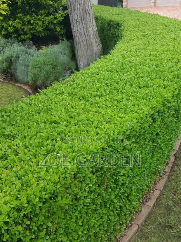 Exotic Plants photo 16