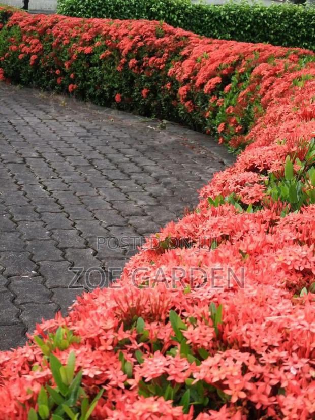 Exotic Plants photo 17