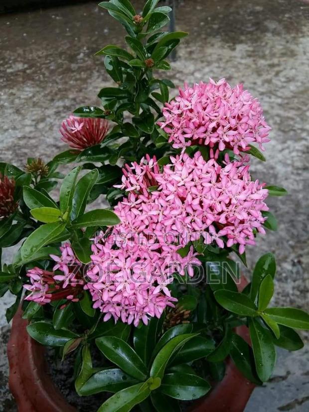 Exotic Plants photo 18