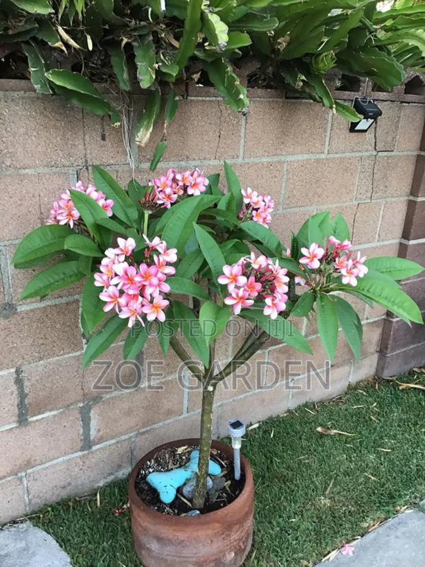 Exotic Plants photo 19