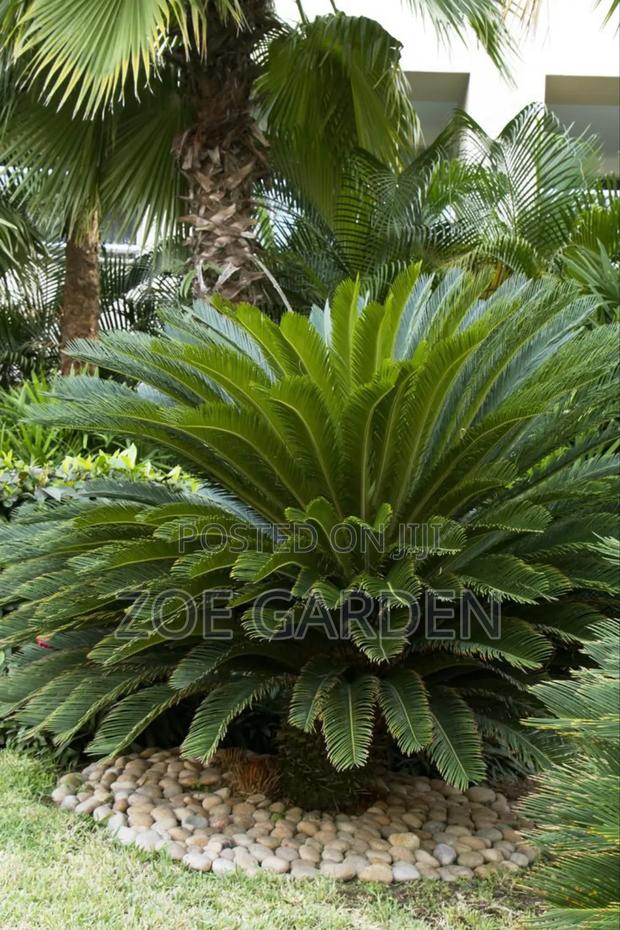Cycas/Sago Palm photo 2