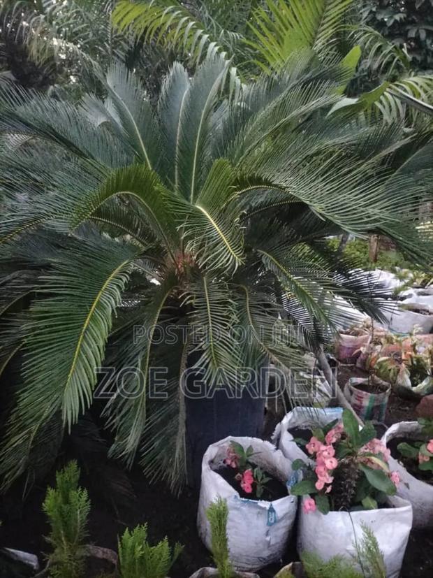 Cycas/Sago Palm photo 3