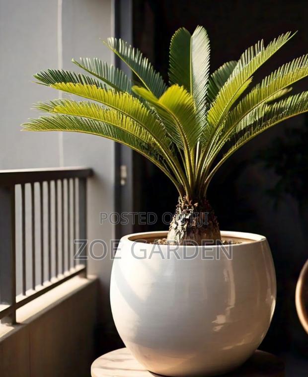 Cycas/Sago Palm photo 4