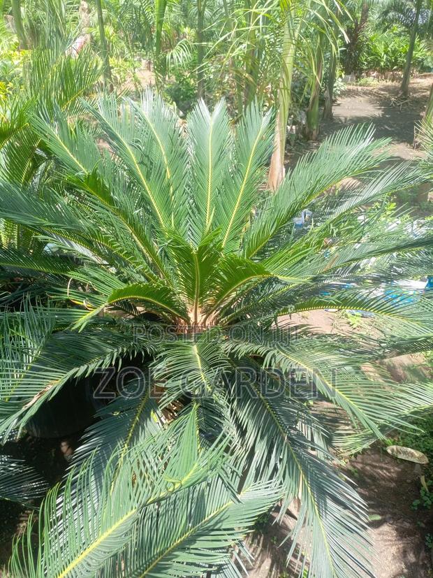 Cycas/Sago Palm photo 5
