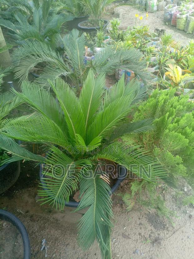 Cycas/Sago Palm photo 6