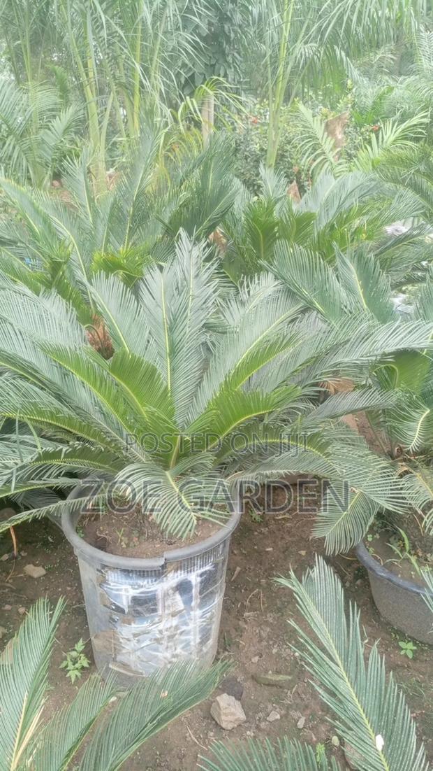 Cycas/Sago Palm photo 7