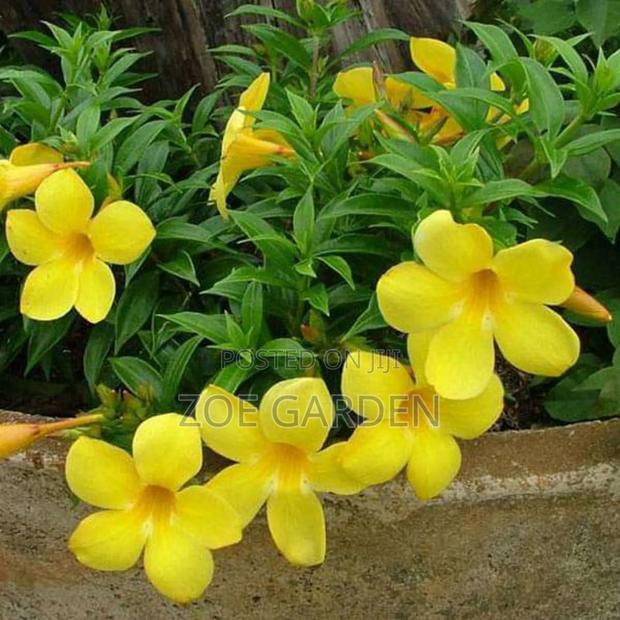 Ornamental Plants