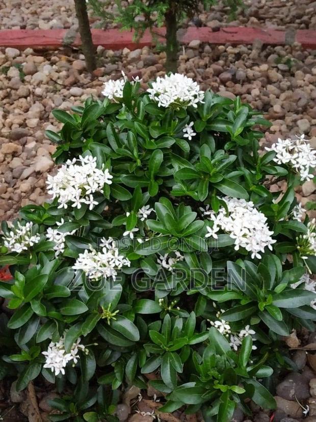Ornamental Plants photo 2
