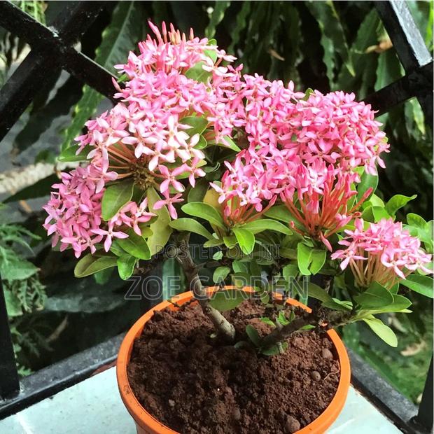 Ornamental Plants photo 3