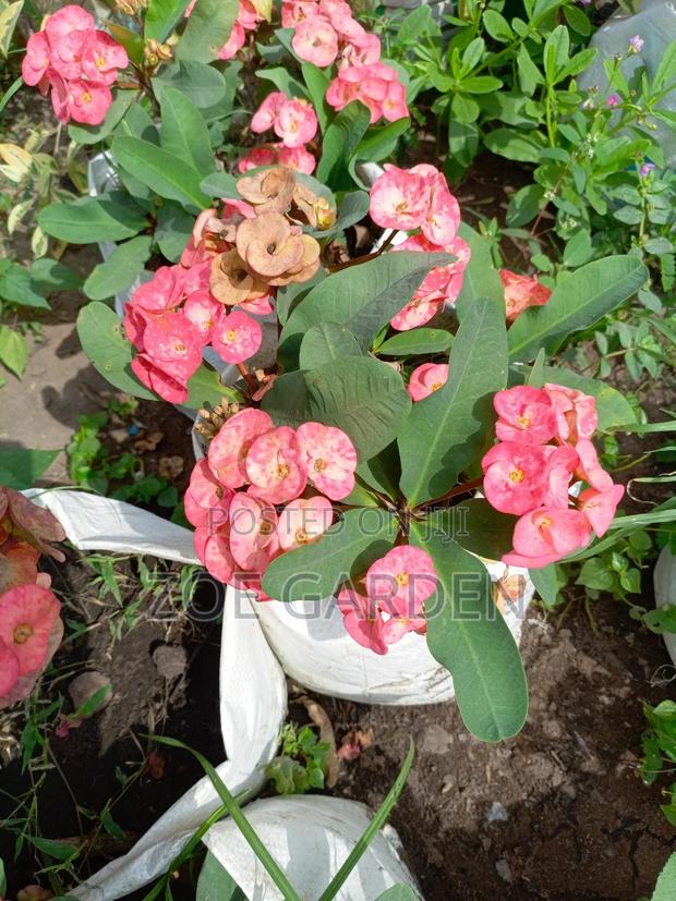 Ornamental Plants photo 4
