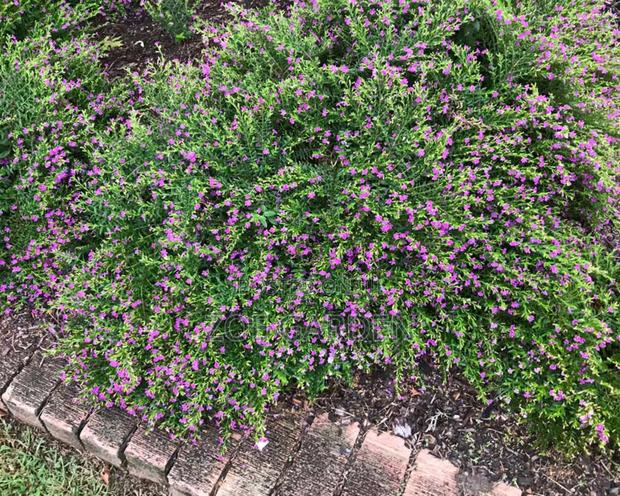 Ornamental Plants photo 5