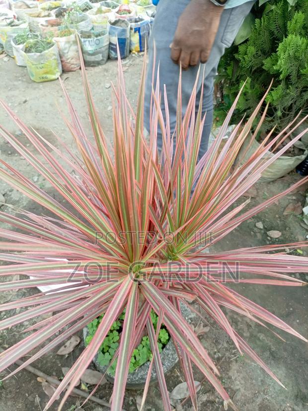 Ornamental Plants photo 6