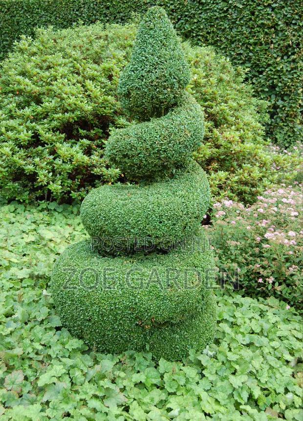 Ornamental Plants photo 7