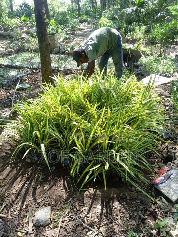 Pandanus, Gracenia photo 2