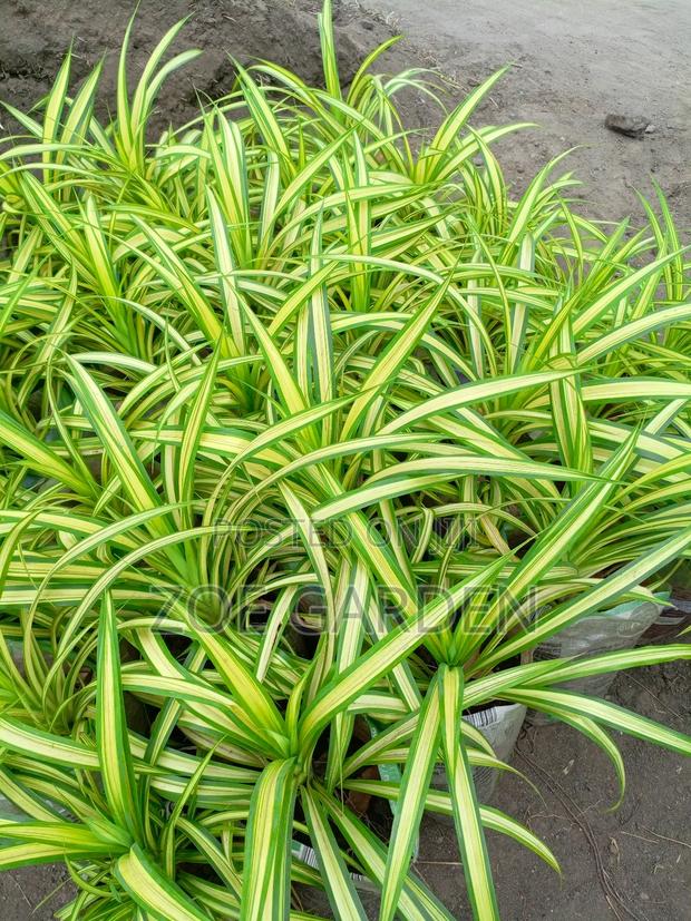 Pandanus, Gracenia photo 3