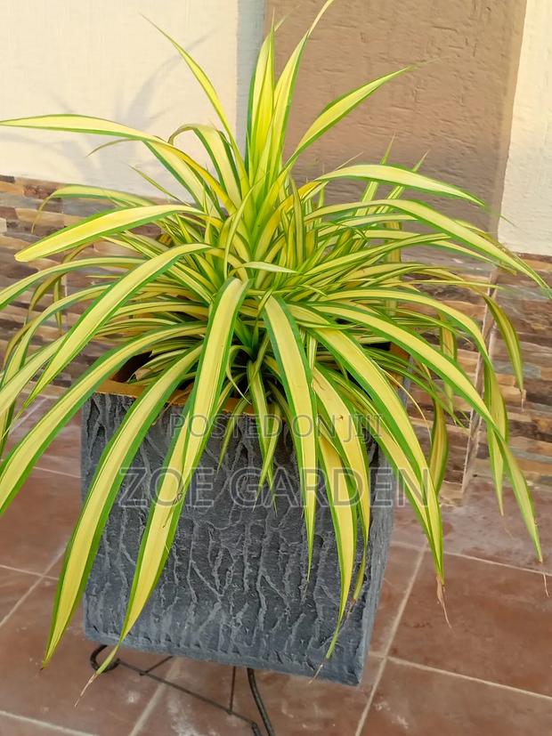 Pandanus, Gracenia photo 4