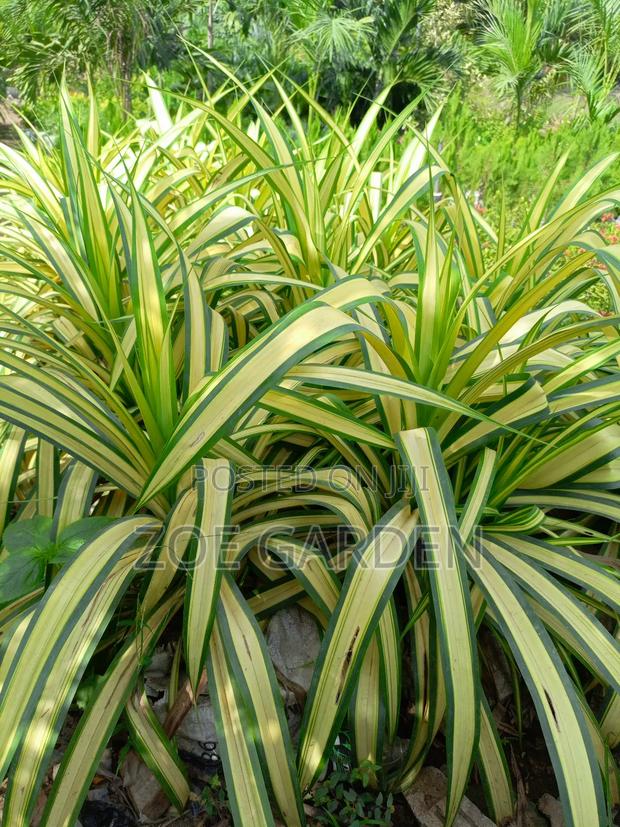 Pandanus, Gracenia photo 5