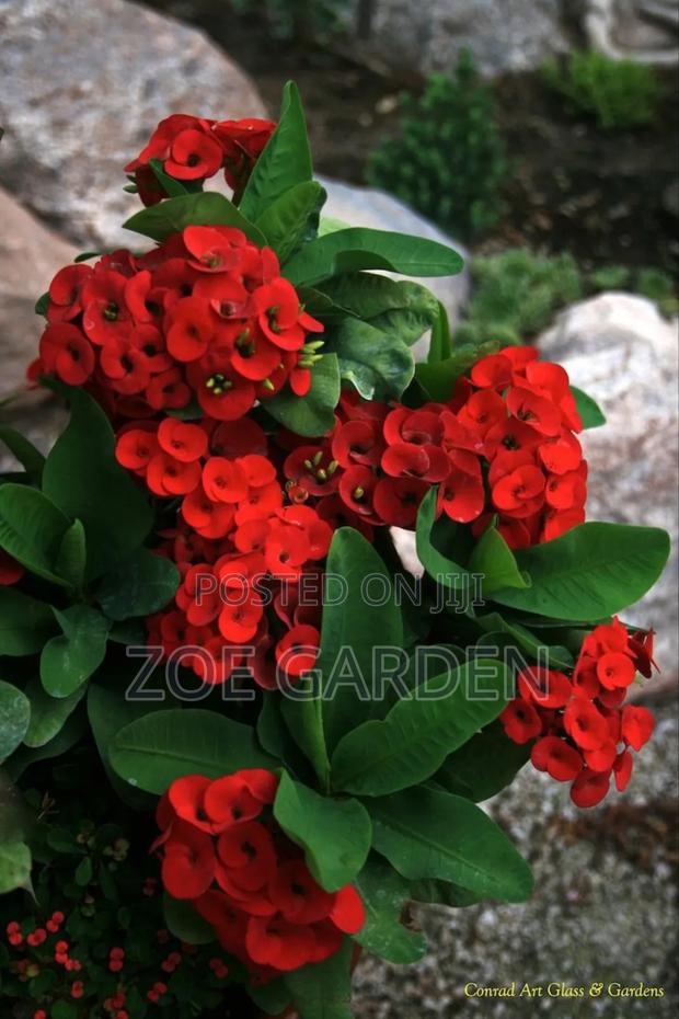 Euphobia Plant photo 2