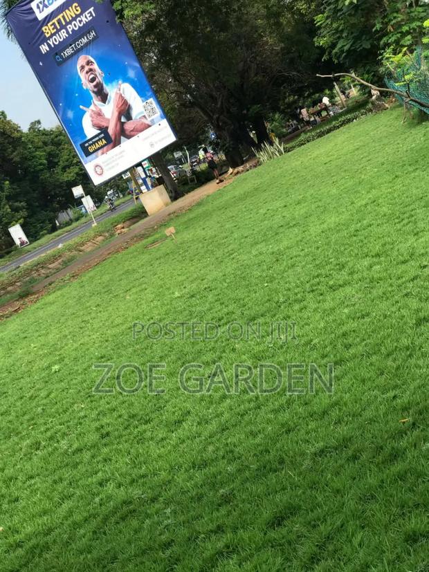Carpet Grass photo 3