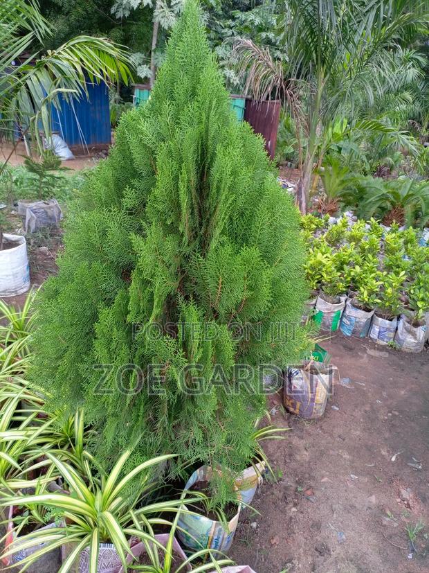 Thuja/Christmas Tree