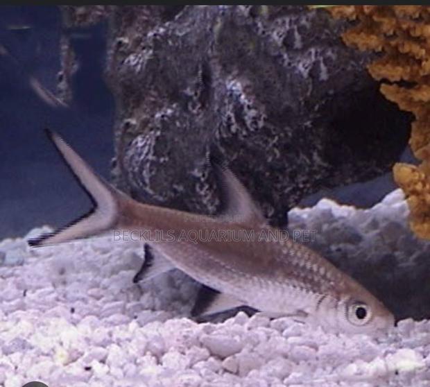 Silver Sharks for Aqarium · Photo 2