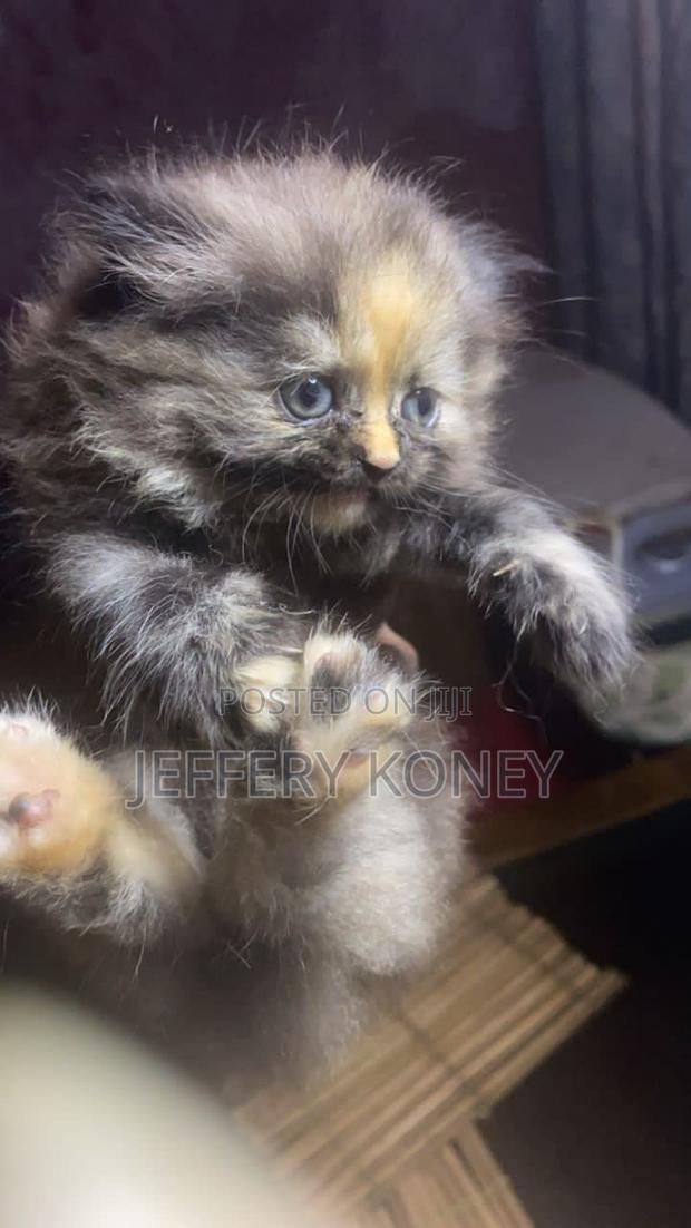1-3 months Female Purebred Persian · Photo 2