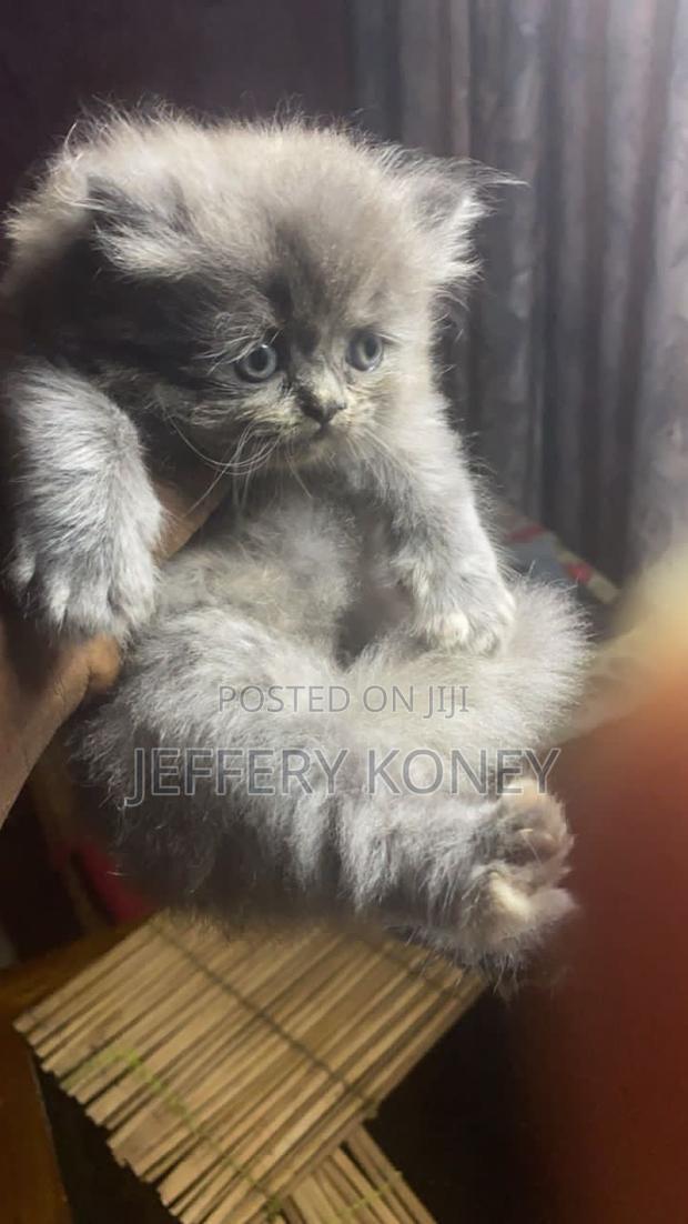 1-3 months Female Purebred Persian · Photo 2