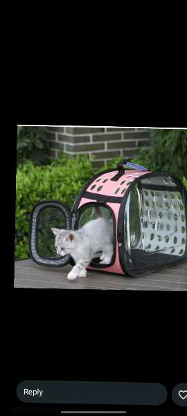 Luxury Transparent Dog Cat Carrier