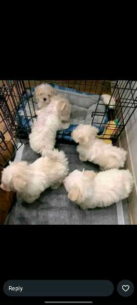 1_-3months female white mixed breed matipoo
