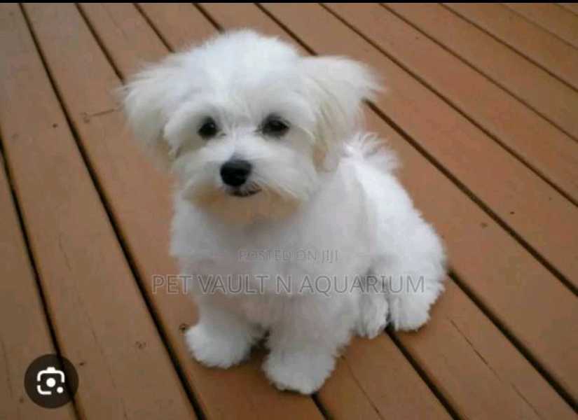 1_-3months female white mixed breed matipoo