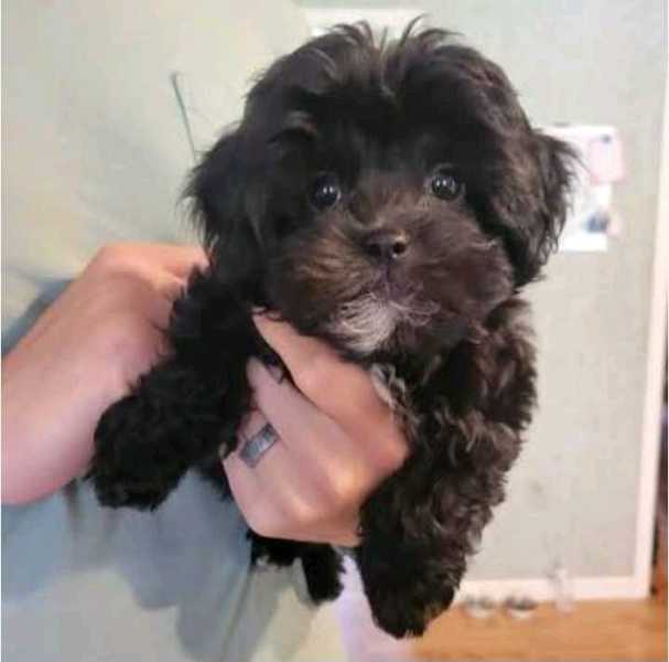 1-3months male black maltese