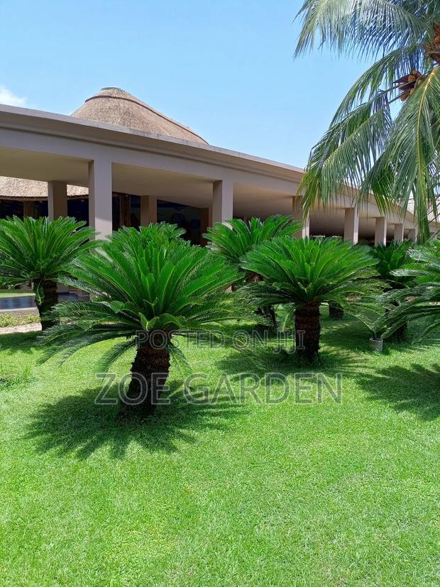 Palm Trees