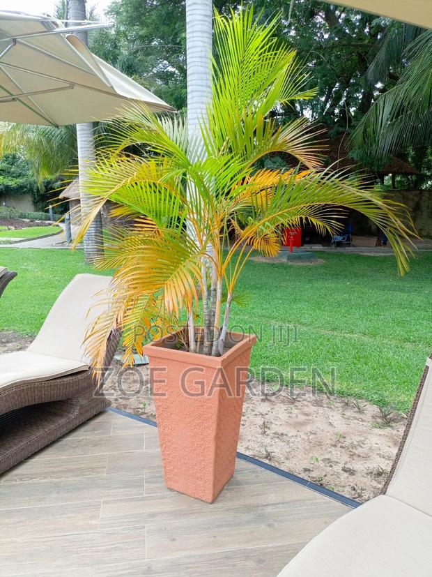 Palm Trees photo 3