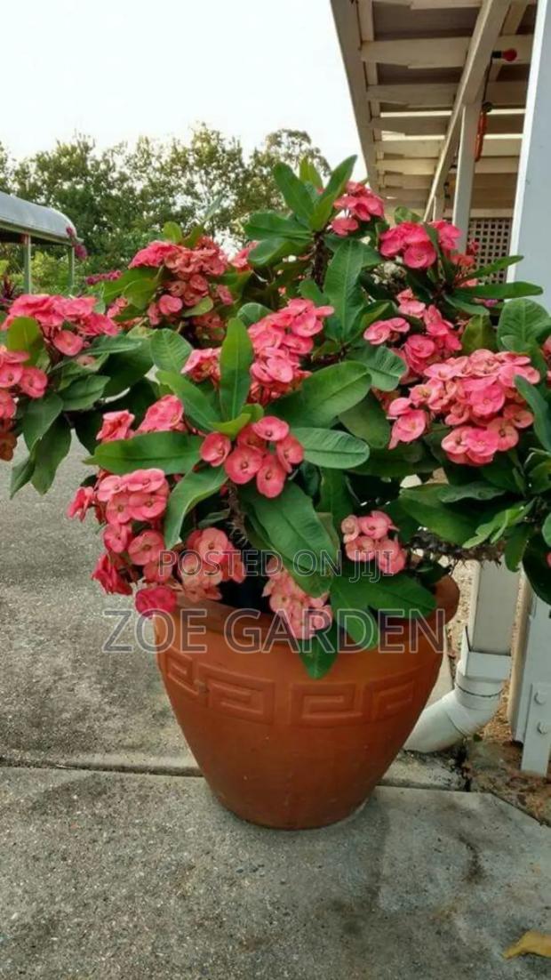 Euphobia Plant photo 2