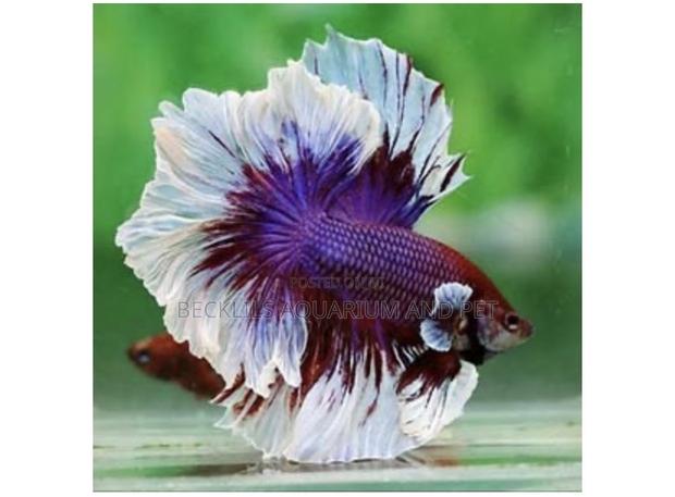 Red , White and Blue Betta Fish · Photo 2
