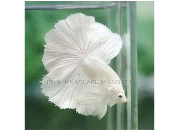 White Betta Fish · Photo 2