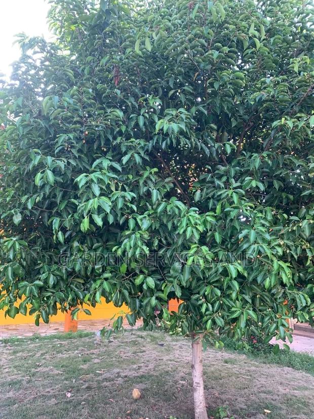 Mimusop Elengi photo 2