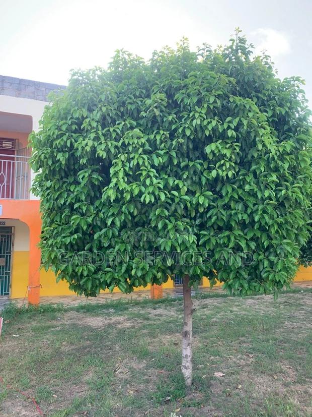 Mimusop Elengi photo 3