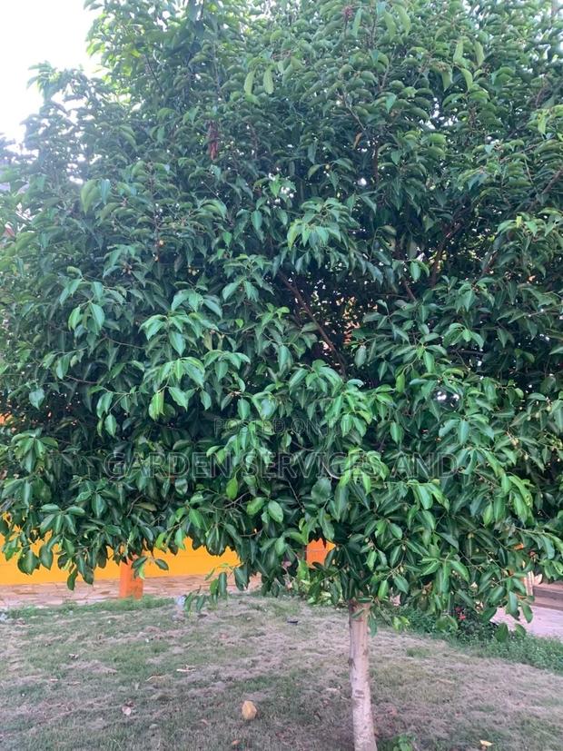 Mimusop Elengi photo 5