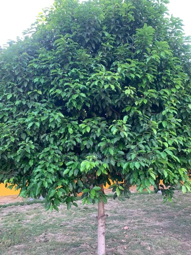 Mimusop Elengi photo 4