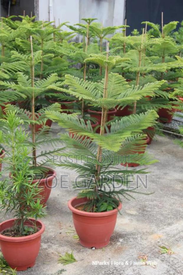 Araucaria Plant photo 2