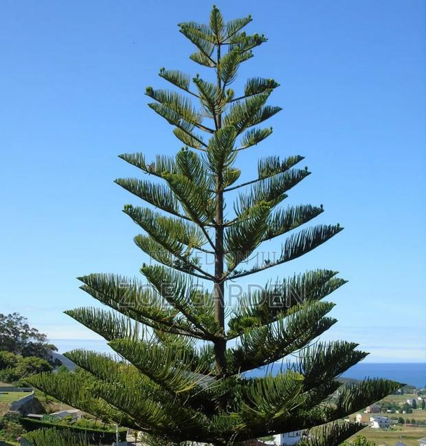 Araucaria Plant photo 3