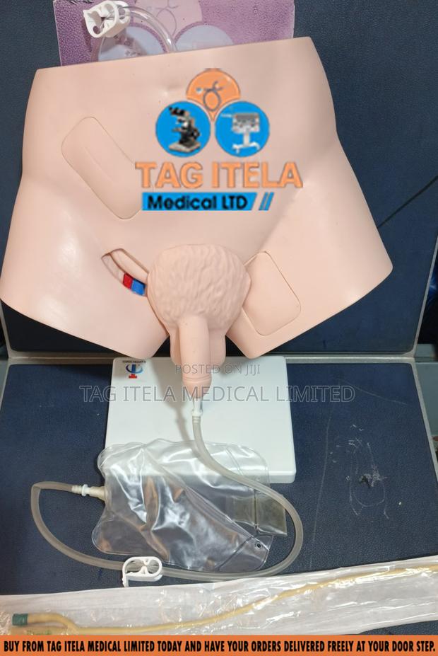 Catheterization Manikin (Male) · Photo 4